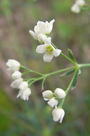 Galium glaucum \ Blaugrnes Labkraut / Glaucous Bedstraw, Waxy Bedstraw, D Thüringen, Drei Gleichen 7.5.2013