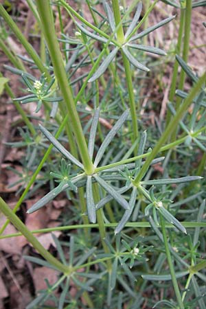 Galium glaucum \ Blaugrnes Labkraut / Glaucous Bedstraw, Waxy Bedstraw, D Thüringen, Drei Gleichen 7.5.2013