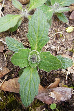 Ajuga genevensis \ Genfer Gnsel, Heide-Gnsel / Blue Bugle, D Mannheim 7.4.2014