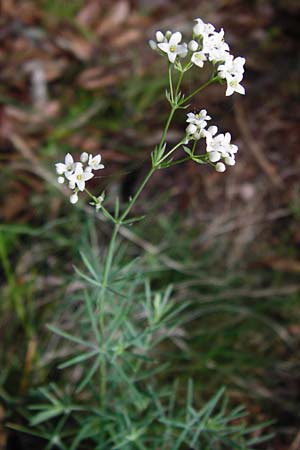 Galium glaucum \ Blaugrnes Labkraut / Glaucous Bedstraw, Waxy Bedstraw, D Weltenburg 14.6.2014