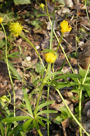 Ranunculus lucorum \ Hain-Gold-Hahnenfu / Grove Goldilocks, D Rheinhessen, Wendelsheim 27.4.2010