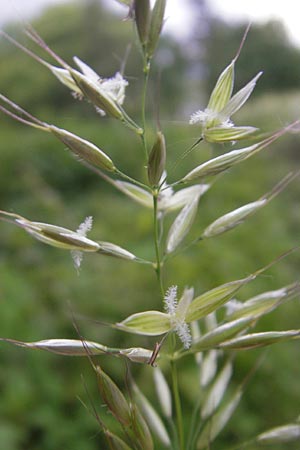 Arrhenatherum elatius \ Gewhnlicher Glatthafer / Bulbous Oat Grass, Tall Oat Grass, D Karlsruhe 20.5.2011