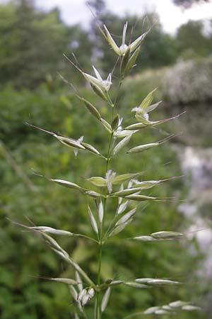 Arrhenatherum elatius \ Gewhnlicher Glatthafer / Bulbous Oat Grass, Tall Oat Grass, D Karlsruhe 20.5.2011