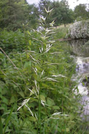 Arrhenatherum elatius \ Gewhnlicher Glatthafer / Bulbous Oat Grass, Tall Oat Grass, D Karlsruhe 20.5.2011