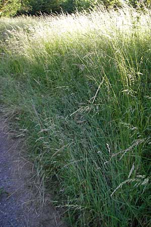 Arrhenatherum elatius \ Gewhnlicher Glatthafer / Bulbous Oat Grass, Tall Oat Grass, D Odenwald, Neckargemünd-Mückenloch 26.5.2011