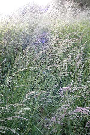Arrhenatherum elatius \ Gewhnlicher Glatthafer / Bulbous Oat Grass, Tall Oat Grass, D Odenwald, Neckargemünd-Mückenloch 26.5.2011