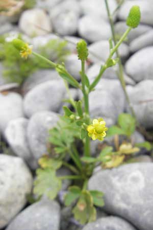 Ranunculus sceleratus \ Gift-Hahnenfu / Celery-Leaved Buttercup, D Hegne 17.6.2011
