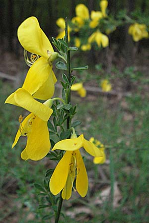 Cytisus scoparius \ Besen-Ginster / Scotch Broom, D Bürstadt 15.5.2006