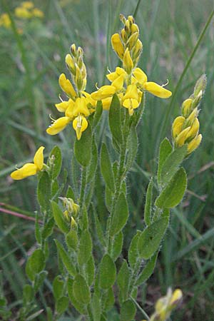 Genista germanica \ Deutscher Ginster / German Broom, D Bensheim 15.5.2006