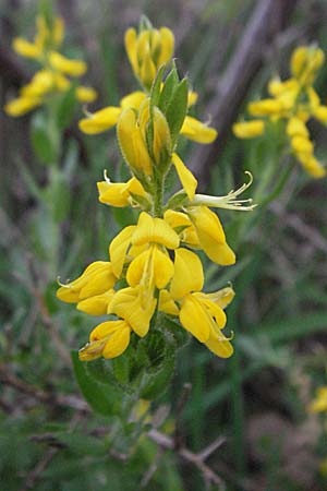 Genista germanica \ Deutscher Ginster / German Broom, D Bensheim 15.5.2006