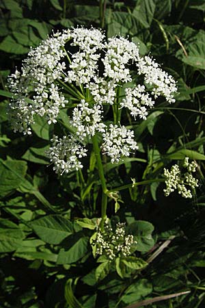 Aegopodium podagraria \ Giersch, Geifu / Ground Goutweed, Bishop's Elder, D Ketsch 6.6.2006