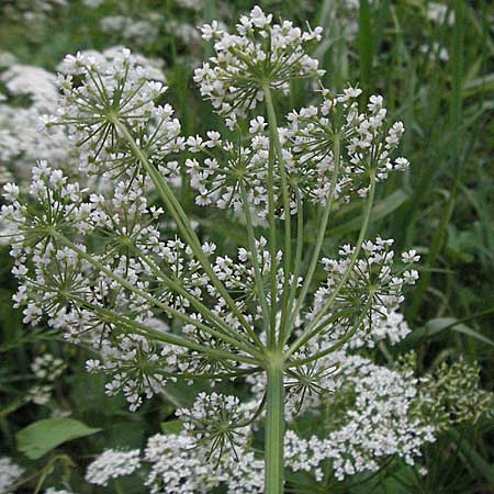 Aegopodium podagraria \ Giersch, Geifu / Ground Goutweed, Bishop's Elder, D Mannheim 15.6.2006