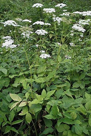 Aegopodium podagraria \ Giersch, Geifu / Ground Goutweed, Bishop's Elder, D Mannheim 15.6.2006