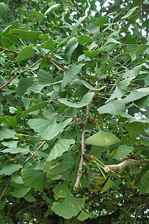 Ginkgo biloba \ Ginkgo / Ginkgo, D Weinheim an der Bergstraße 28.10.2006