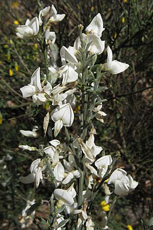 Cytisus multiflorus \ Wei�er Ginster, Vielbl�tiger Gei�klee / White Broom, D Donnersberg 6.5.2007