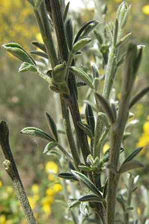Cytisus multiflorus \ Wei�er Ginster, Vielbl�tiger Gei�klee / White Broom, D Donnersberg 6.5.2007