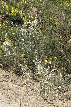 Cytisus multiflorus \ Wei�er Ginster, Vielbl�tiger Gei�klee / White Broom, D Donnersberg 6.5.2007