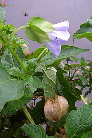 Nicandra physalodes \ Giftbeere / Apple of Peru, D Weinheim an der Bergstraße 2.10.2007