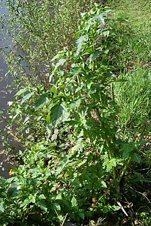 Nicandra physalodes \ Giftbeere / Apple of Peru, D Weinheim an der Bergstraße 5.10.2007