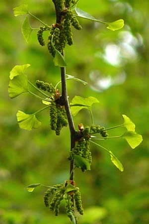 Ginkgo biloba \ Ginkgo / Ginkgo, D Weinheim an der Bergstraße 27.4.2012
