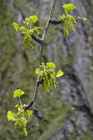 Ginkgo biloba \ Ginkgo / Ginkgo, D Weinheim an der Bergstraße 27.4.2012