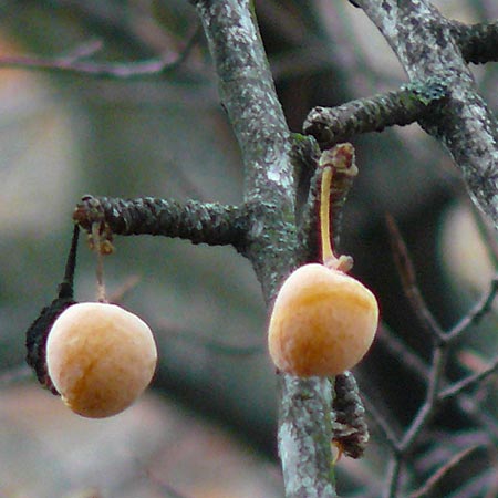 Ginkgo biloba \ Ginkgo / Ginkgo, D Mannheim-Neckarau 23.12.2012