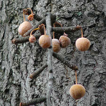 Ginkgo biloba \ Ginkgo / Ginkgo, D Mannheim-Neckarau 23.12.2012