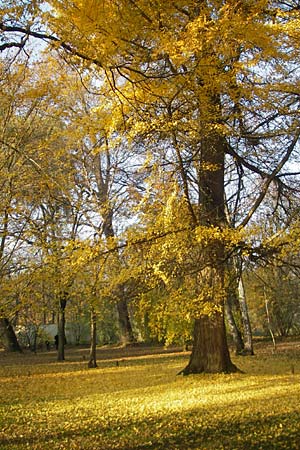 Ginkgo biloba \ Ginkgo / Ginkgo, D Schwetzingen, Schloßpark 13.11.2011