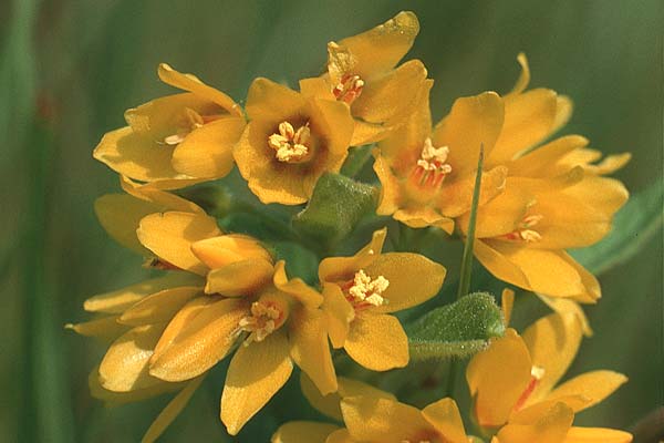 Lysimachia vulgaris \ Gilb-Weiderich / Yellow Loosestrife, D Kempten 8.8.1990