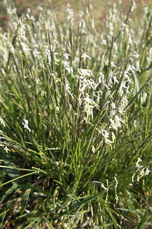 Nardus stricta \ Borst-Gras / Mat Grass, D Karlsruhe 7.5.2011