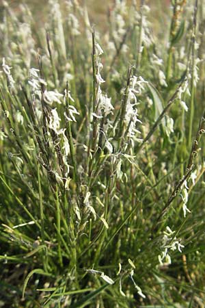 Nardus stricta \ Borst-Gras / Mat Grass, D Karlsruhe 7.5.2011