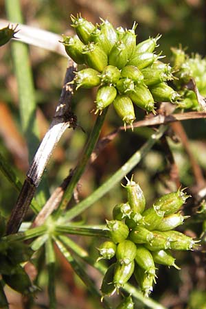 Oenanthe aquatica \ Gro�er Wasserfenchel, Pferdesaat / Fine-Leaved Water Dropwort, D Bad Nauheim 19.9.2012