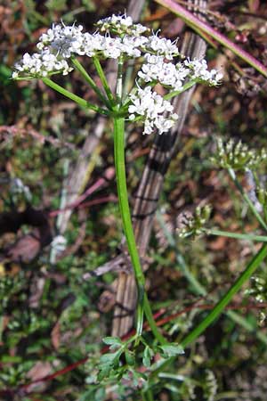 Oenanthe aquatica \ Gro�er Wasserfenchel, Pferdesaat / Fine-Leaved Water Dropwort, D Bad Nauheim 19.9.2012