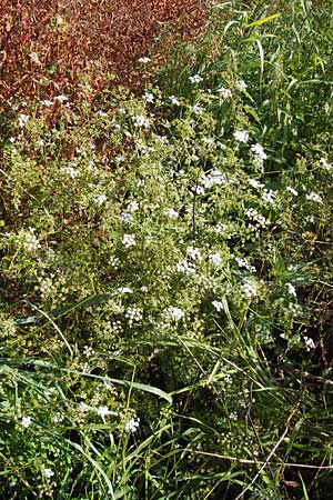 Oenanthe aquatica \ Gro�er Wasserfenchel, Pferdesaat / Fine-Leaved Water Dropwort, D Bad Nauheim 19.9.2012