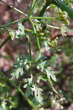 Oenanthe aquatica \ Gro�er Wasserfenchel, Pferdesaat / Fine-Leaved Water Dropwort, D Bad Nauheim 19.9.2012