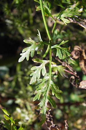 Oenanthe aquatica \ Gro�er Wasserfenchel, Pferdesaat / Fine-Leaved Water Dropwort, D Bad Nauheim 19.9.2012