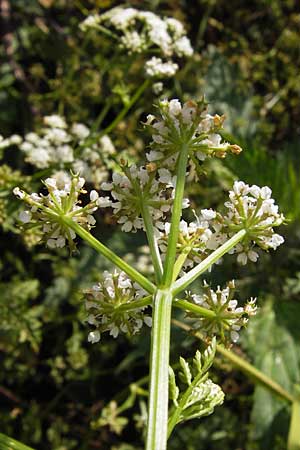 Oenanthe aquatica \ Gro�er Wasserfenchel, Pferdesaat / Fine-Leaved Water Dropwort, D Bad Nauheim 19.9.2012