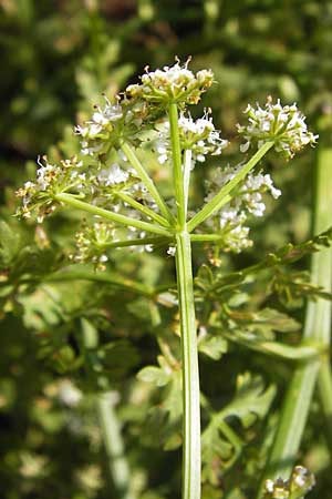 Oenanthe aquatica \ Gro�er Wasserfenchel, Pferdesaat / Fine-Leaved Water Dropwort, D Bad Nauheim 19.9.2012