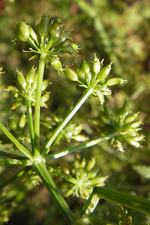 Oenanthe aquatica \ Gro�er Wasserfenchel, Pferdesaat / Fine-Leaved Water Dropwort, D Bad Nauheim 19.9.2012