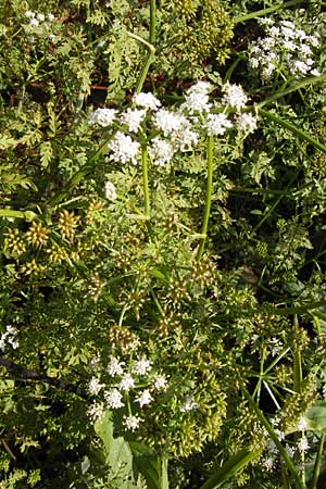 Oenanthe aquatica \ Gro�er Wasserfenchel, Pferdesaat / Fine-Leaved Water Dropwort, D Bad Nauheim 19.9.2012