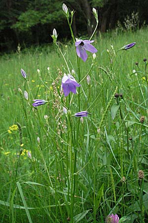 Campanula patula \ Wiesen-Glockenblume / Spreading Bellflower, D Weinheim an der Bergstraße 20.5.2006