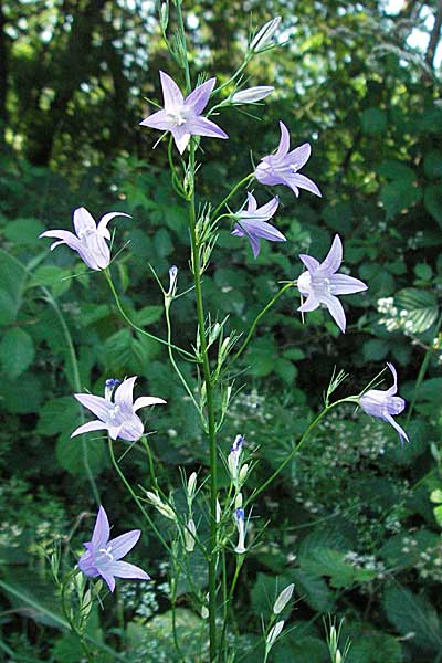 Campanula rapunculus \ Rapunzel-Glockenblume / Rampion Bellflower, D Bensheim 13.6.2006