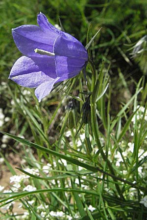 Campanula rotundifolia \ Rundblttrige Glockenblume / Harebell, D Schwarzwald/Black-Forest, Feldberg 24.6.2007