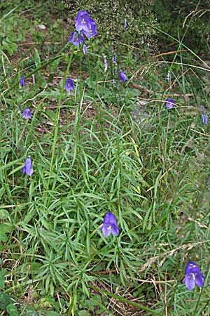 Campanula rotundifolia \ Rundblttrige Glockenblume / Harebell, D Schwarzwald/Black-Forest, Feldberg 18.8.2007