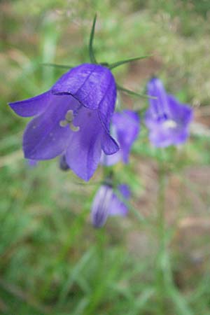 Campanula rotundifolia \ Rundblttrige Glockenblume / Harebell, D Schwarzwald/Black-Forest, Feldberg 18.8.2007