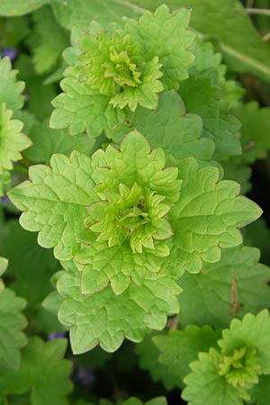 Glechoma hederacea \ Gundermann, Gundelrebe / Ground-Ivy, D Lampertheim 1.5.2009
