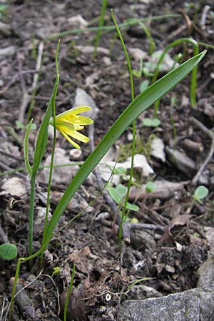 Gagea lutea \ Wald-Gelbstern / Star of Bethlehem, D Taunus, Eppenhain 10.4.2010
