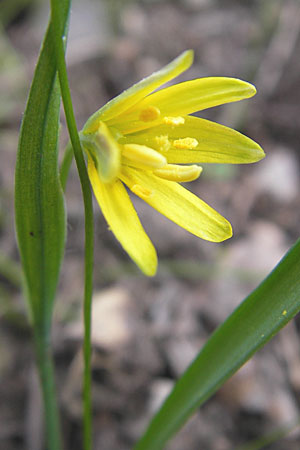 Gagea lutea \ Wald-Gelbstern / Star of Bethlehem, D Taunus, Eppenhain 10.4.2010