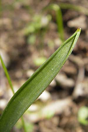 Gagea lutea \ Wald-Gelbstern / Star of Bethlehem, D Taunus, Eppenhain 10.4.2010
