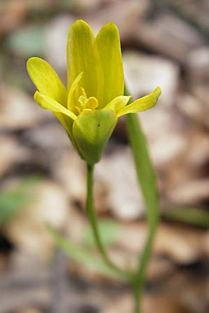 Gagea lutea \ Wald-Gelbstern / Star of Bethlehem, D Taunus, Eppenhain 10.4.2010